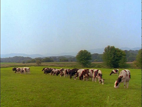 一群在绿色田野里吃草的荷斯坦奶牛视频素材
