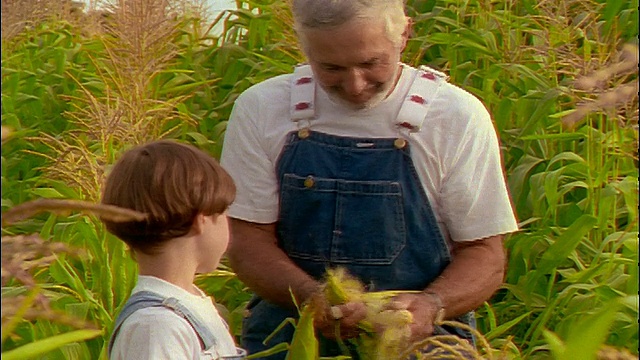 穿着工作服的老农民+麦田里的男孩/剥玉米穗的男人+给男孩看视频下载