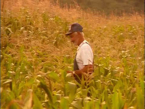 慢镜头PAN PROFILE老农穿着工作服穿过玉米地/黄色过滤器视频下载