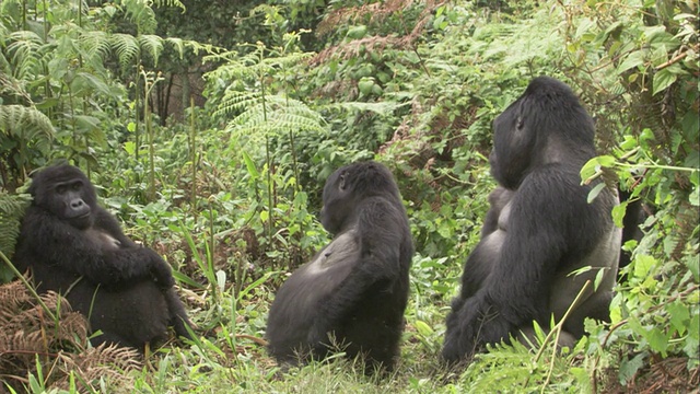 一群大猩猩在空地上社交。高清。视频素材