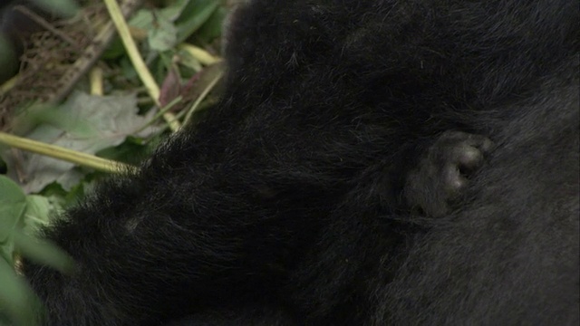 一只小山地大猩猩转向它的妈妈，她拥抱它。高清。视频素材