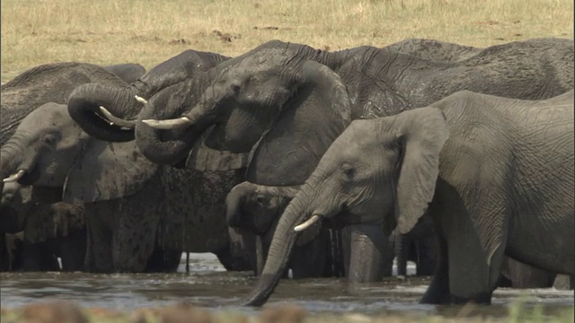 大象在水坑里喝水视频下载