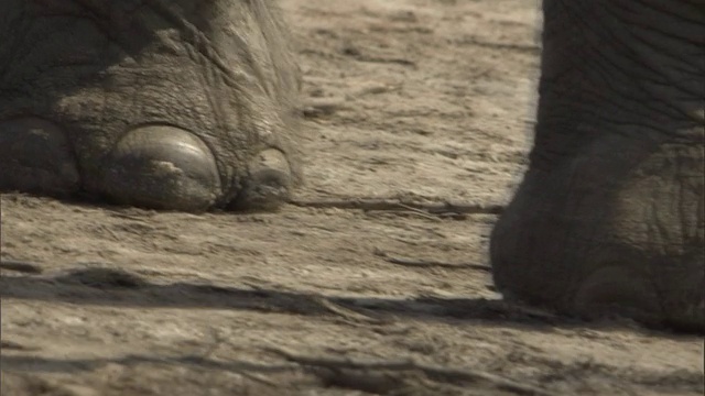 大象在尘土中行走。高清。视频素材