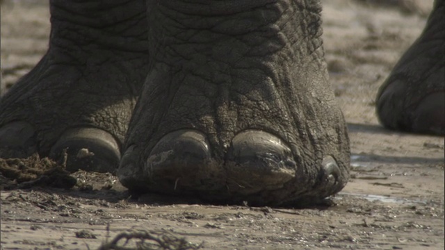 大象在尘土中行走。高清。视频素材