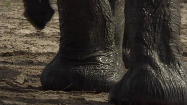 一群大象走过干泥。高清。视频素材