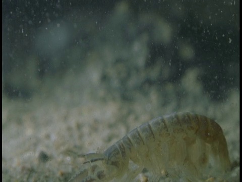 片足类动物在沙质海床上游荡。视频下载