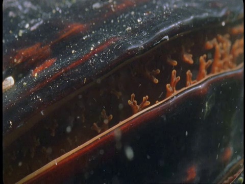 蛤以浮游生物为食。视频下载
