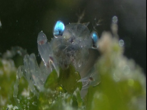 龙虾幼虫以海藻为食。视频下载