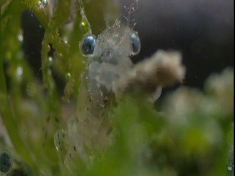 龙虾幼虫附着在海草上视频下载