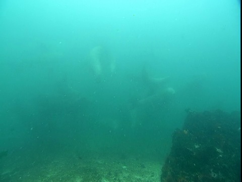 一群虎头海狮在电报湾玩耍。视频素材