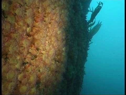 一片片海草在一丛宝石海葵附近起伏不定。视频素材