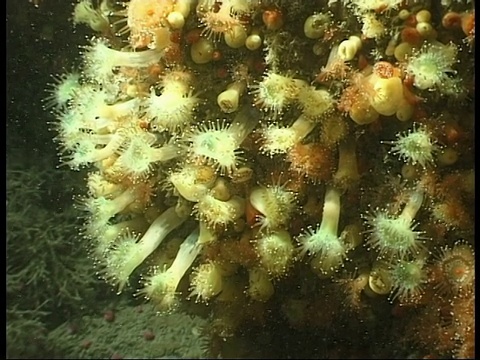 海葵以漂浮的浮游生物为食。视频素材