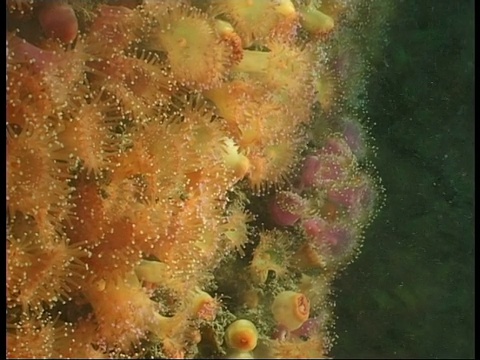 浮游生物漂过一簇簇宝石海葵。视频素材
