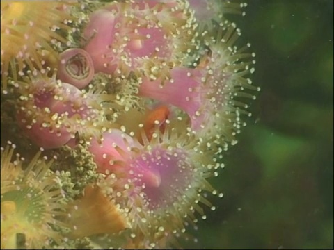 当浮游生物漂过时，宝石海葵暴露出它们粉红色的内部。视频下载