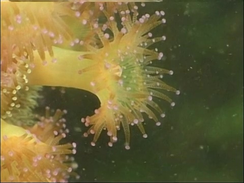 宝石海葵用它们多节的触角捕捉漂浮的浮游生物。视频素材