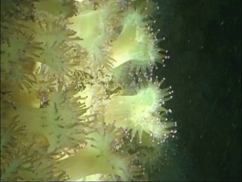 浮游生物漂过一簇簇宝石海葵。视频素材