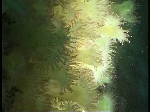 宝石海葵捕捉漂浮的浮游生物。视频素材