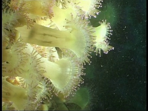 海葵以漂浮的浮游生物为食。视频素材