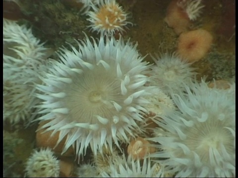 浮游生物漂浮在海葵之上。视频下载