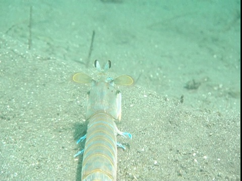 一只螳螂虾站在海底的山脊上。视频下载