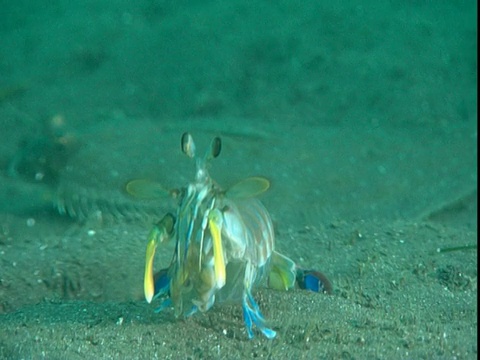 一只比目鱼在螳螂虾后面的沙子里快速地游动着。视频下载
