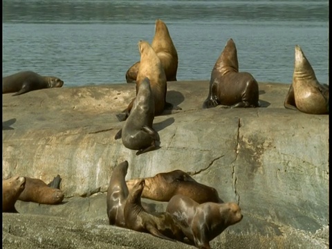 一群虎头海狮在太平洋的一块岩石上晒太阳。视频素材