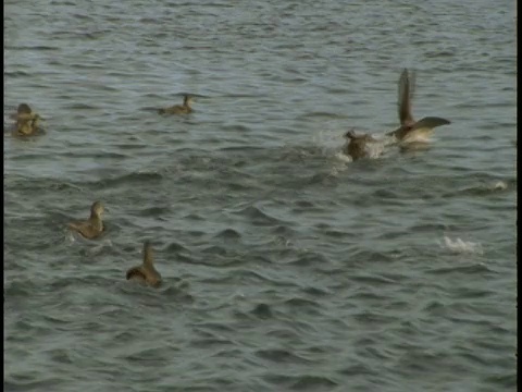 一群海鸥和乌黑的海鸥掠过电报湾。视频下载