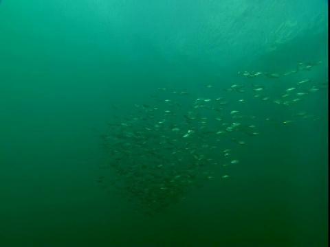 一群鲱鱼在水下一起游动时发出微光。视频素材