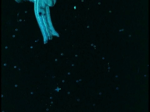 一只发光的蓝色水母在黑暗的水中游动。视频素材