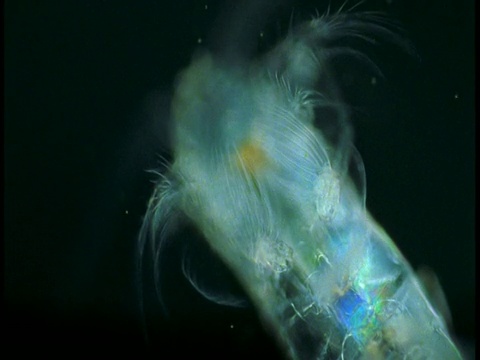 一只透明的桡足类动物在黑暗的水中踢蹬前腿。视频下载