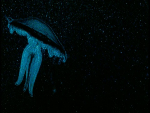 一只发光的蓝色水母漂浮在黑色的水中。视频素材
