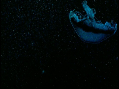 一只发光的蓝色水母倒立着在黑色的水中游动。视频素材