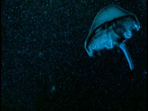 一只发光的蓝色水母带着粒子在黑色的水中游动。视频素材