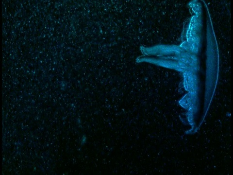 一只发光的蓝色水母在带有粒子的黑色水中侧游。视频素材