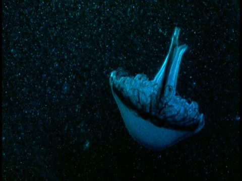 一只发光的蓝色水母带着粒子倒立在深色的水中。视频素材