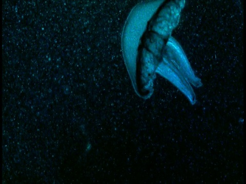 一只发光的蓝色水母带着粒子在黑色的水中游动。视频素材