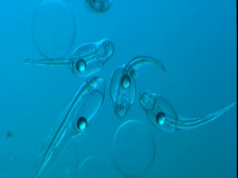 带有卵黄囊的透明鱼幼虫在蓝色的水中蠕动。视频下载