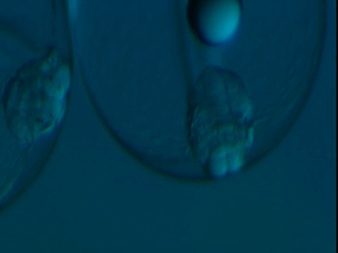 鱼胚胎在透明的卵中蠕动。视频下载