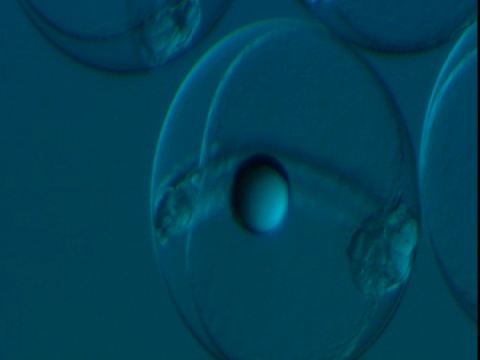 鱼胚胎在卵中发育。视频下载