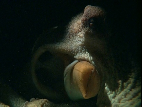 章鱼的鳃在呼吸时时而张开时而闭合。视频素材