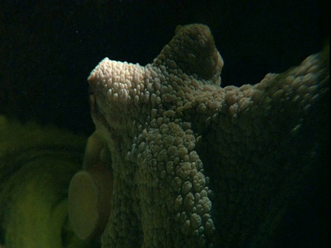 一只章鱼躺在海底。视频素材