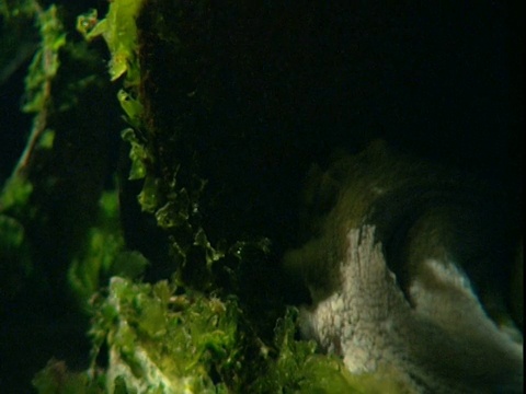 一只章鱼躺在海藻床上。视频素材
