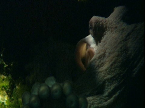 章鱼在水下呼吸。视频素材