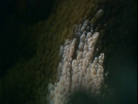 章鱼的皮肤会在洋流中抽搐。视频素材