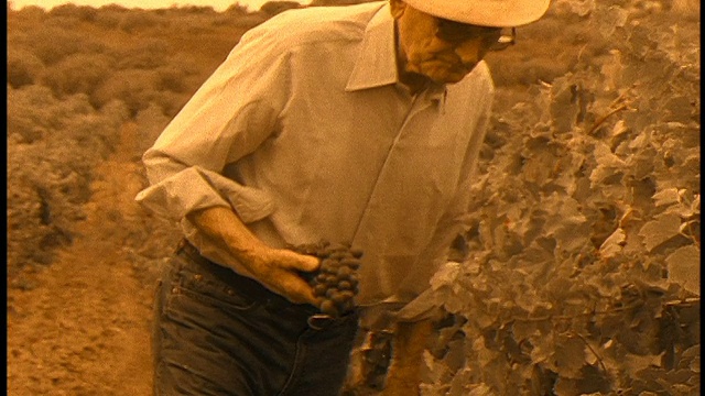 在科西嘉的葡萄园里，一名资深男子拿着葡萄工作视频素材
