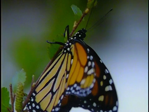 靠近黑脉金斑蝶的茎视频下载
