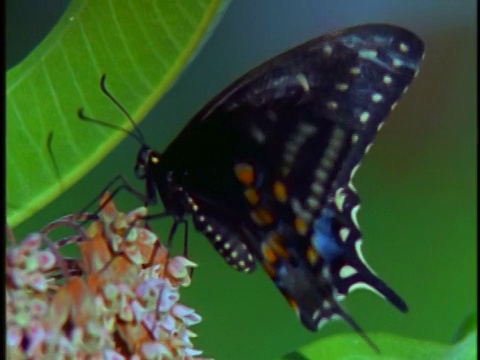 靠近黑色燕尾蝶坐在花上视频下载