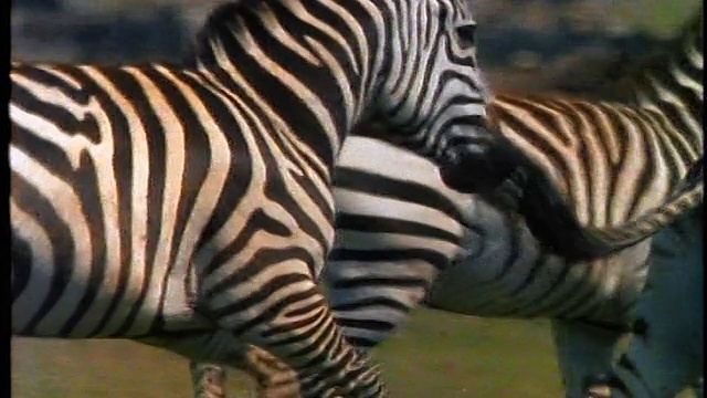慢镜头近距离跟踪拍摄一群斑马在草地上奔跑/非洲视频素材