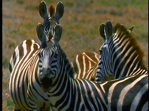 慢镜头四只斑马看着摄像机+在恐惧中逃跑/非洲视频素材