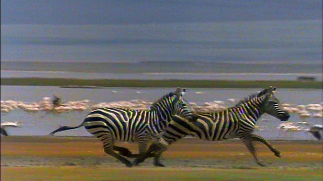 慢动作跟踪拍摄了在平原上奔跑的两只斑马/一群火烈鸟从水中起飞的背景/非洲视频素材
